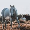 China’s Last Wild Animals