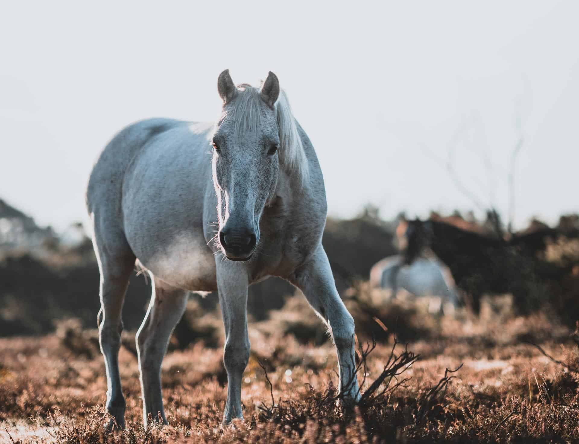 China’s Last Wild Animals